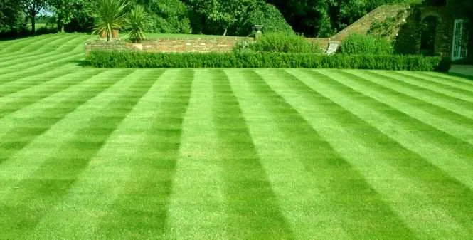 A-nice-lawn-1-665×337-1.webp